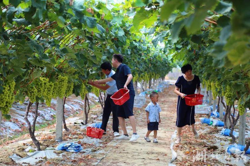 打金花软件下载